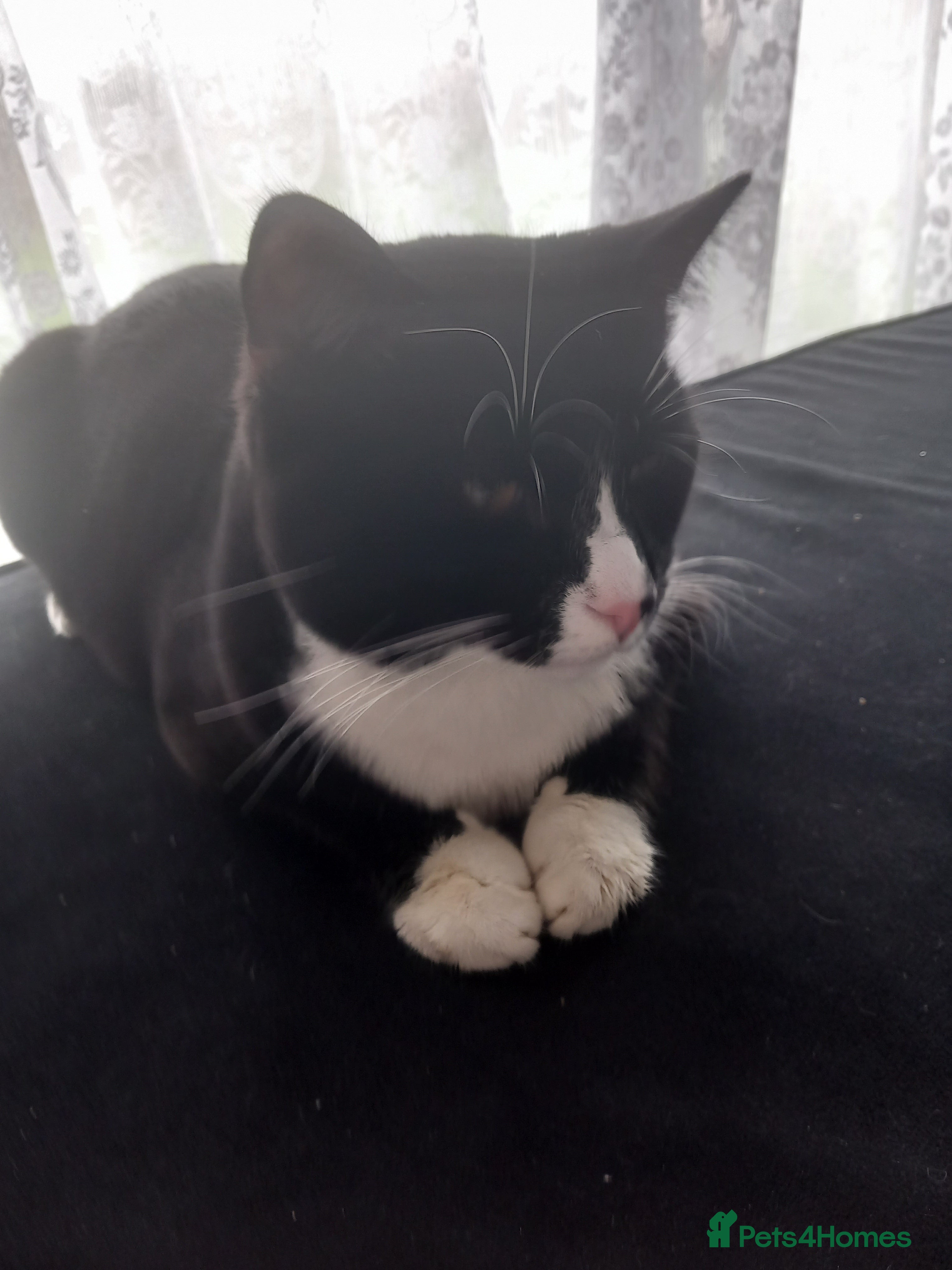 Mixed Breed cats 2 male cats - Advert 1