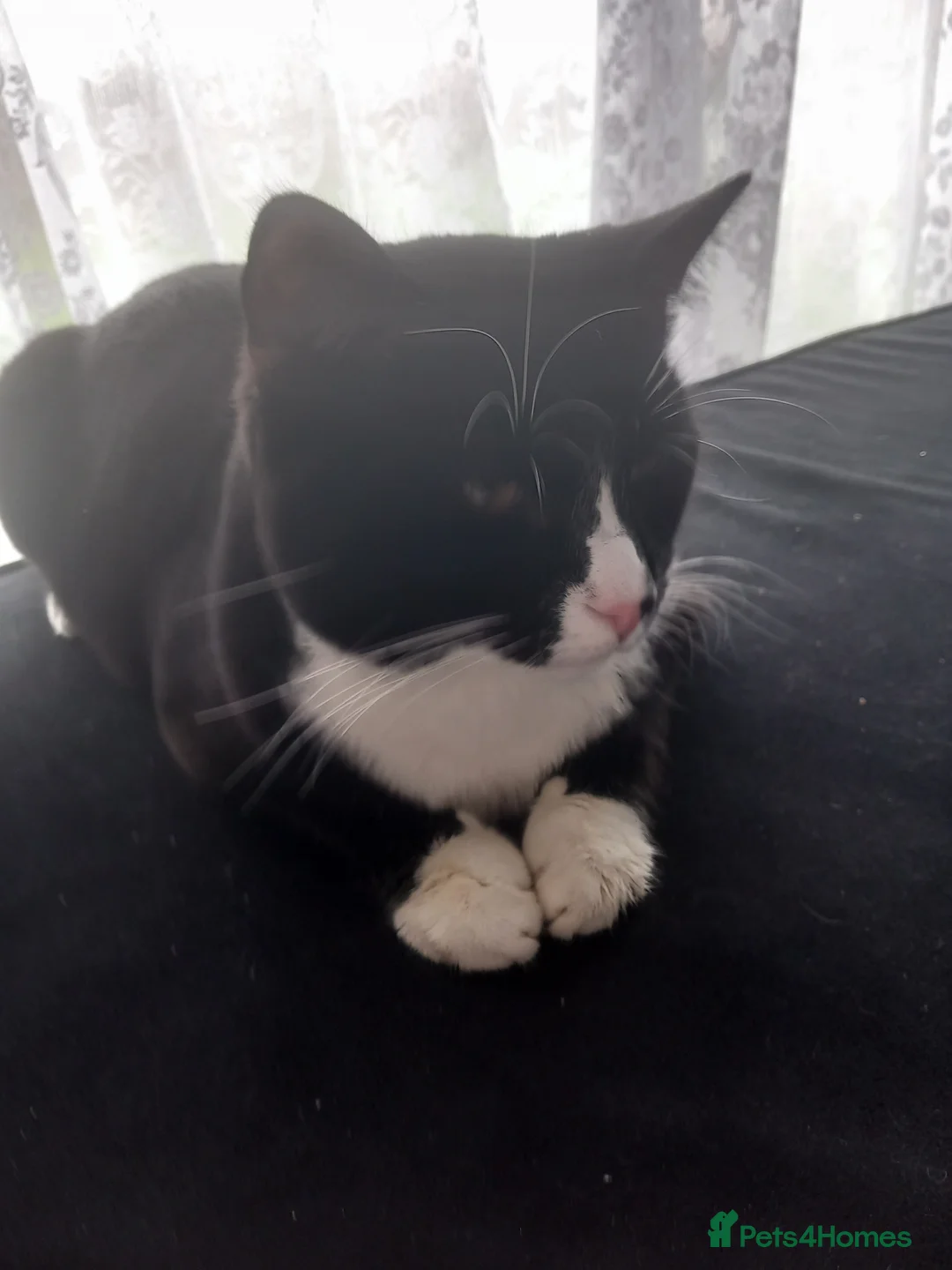 Mixed Breed cats for sale: 2 male cats - Advert 1