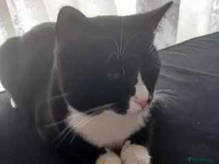 Mixed Breed cats 2 male cats - Advert 1