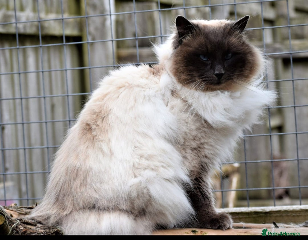 Ragdoll cats for sale: Blue Point Ragdoll Kittens for sale   - Image 22