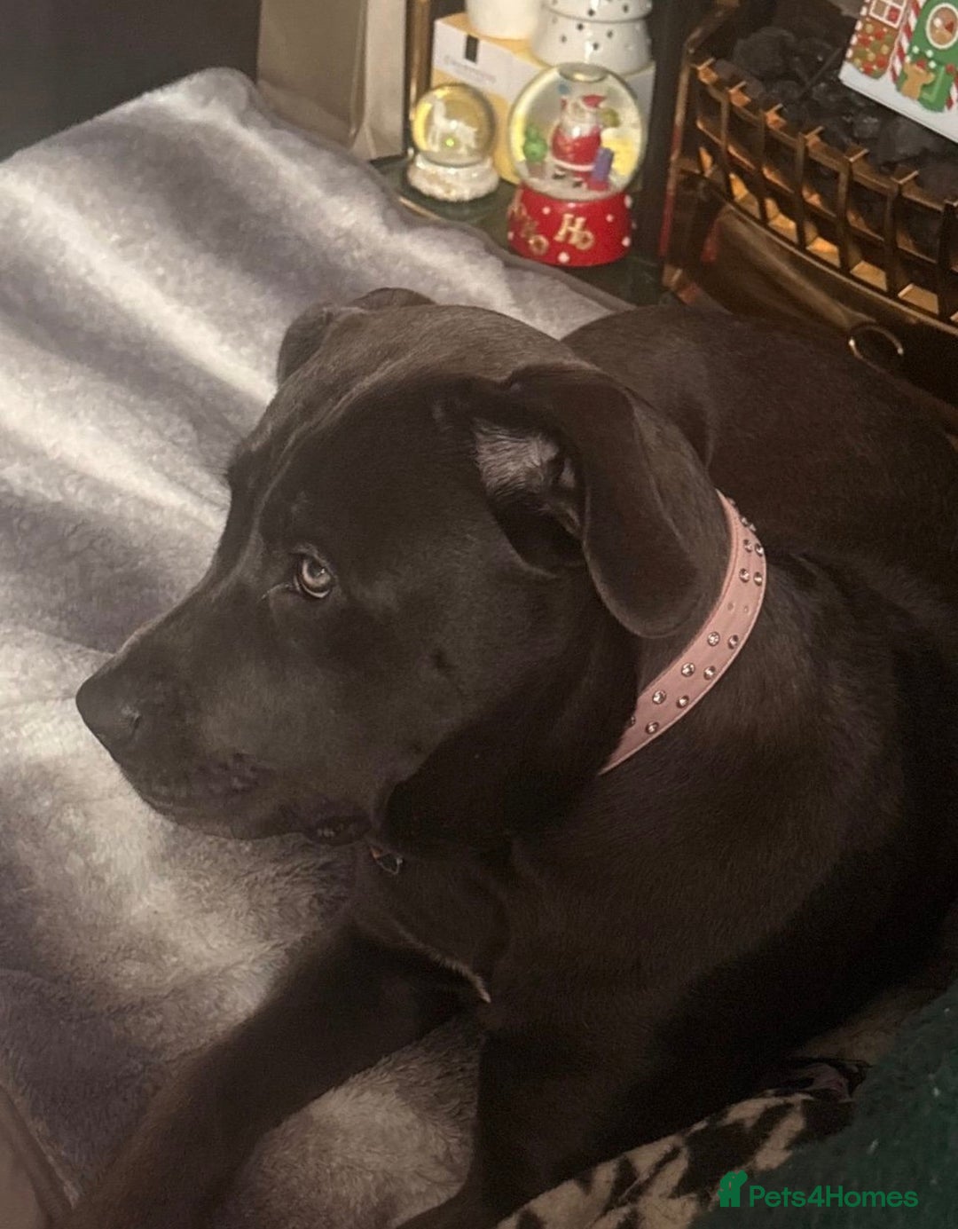 Cane Corso dogs for sale: 9 month old cane corso - Advert 8