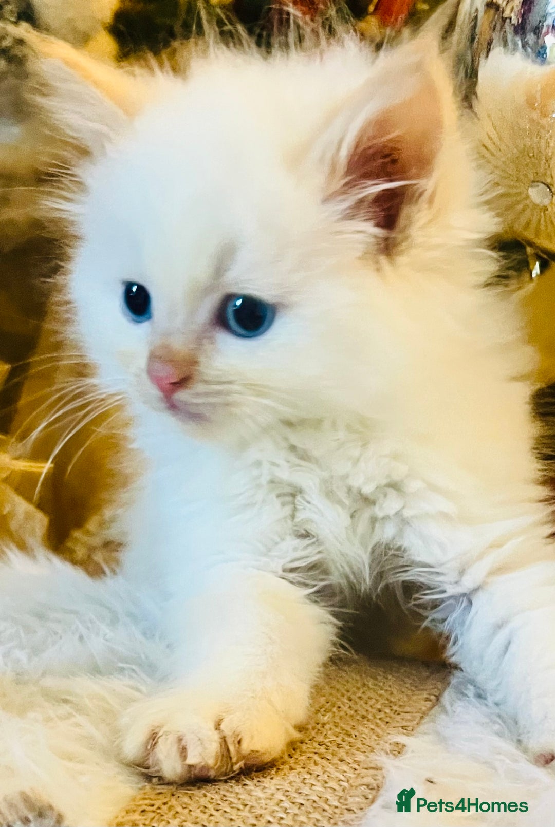 Ragdoll cats for sale: Ragdoll babies  - Advert 7