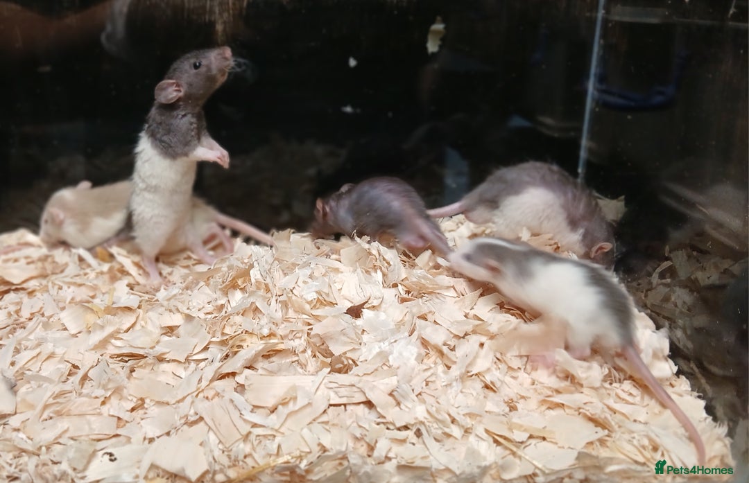 Rat rodents for sale: Baby Dumbo Rat's Males and Females - Image 8