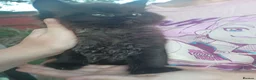 Mixed Breed cats for sale: Gorgeous Chonky Floofy Smoky Boy - Advert 4