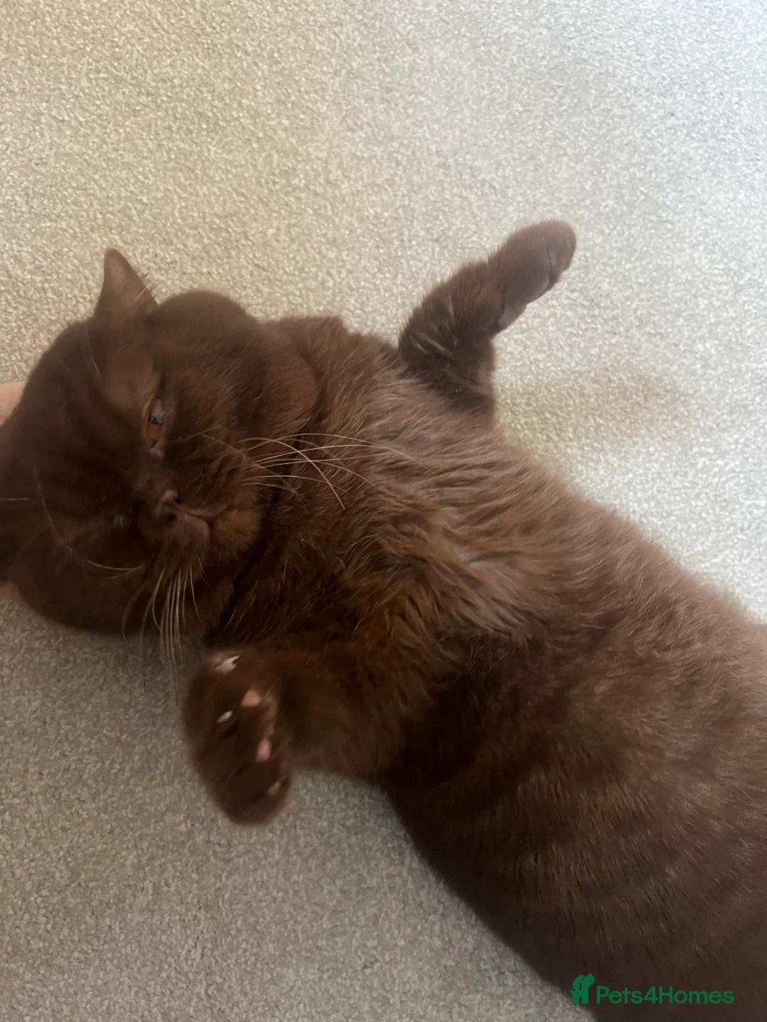 British Shorthair cats for sale: Active chocolate British short hair male - Advert 11