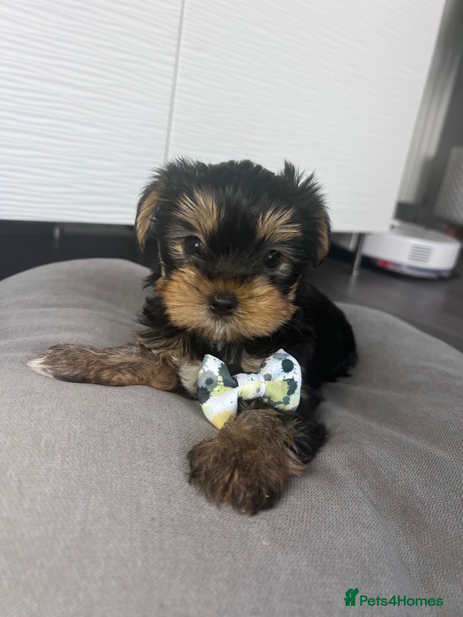 Yorkshire Terrier dogs Yorkshire Terrier Puppies Only 2 left!!! 💚🤍 - Advert 1