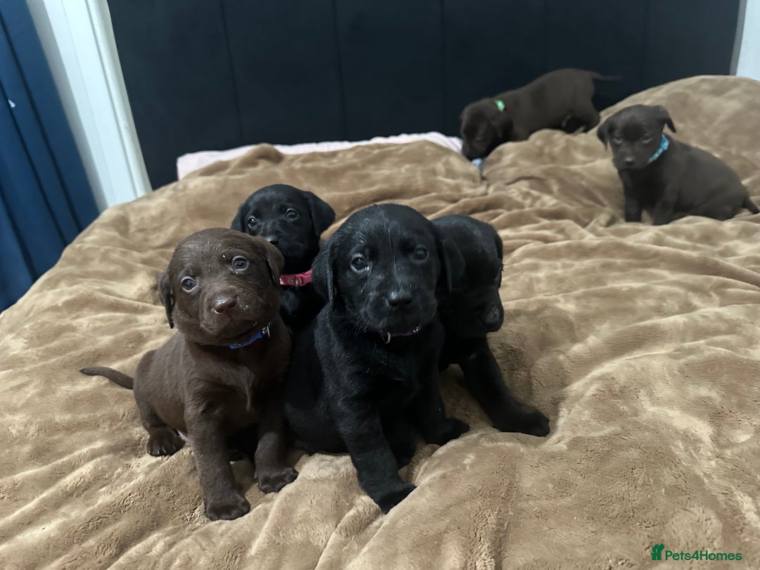 Labrador Retriever dogs for sale: Labrador puppies - Advert 14