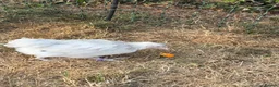 Chickens poultry for sale: Mixed breed Chickens 8 week - Advert 6