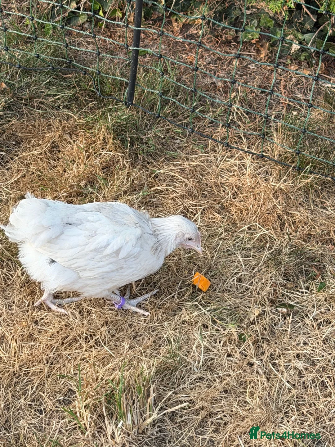 Chickens poultry for sale: Mixed breed Chickens 8 week - Advert 6