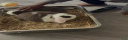 Mini Lop rabbits for sale: 2 Boy Rabbits  - Advert 3