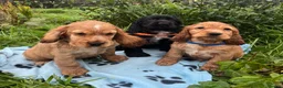 Cocker Spaniel dogs for sale: Stunning show type cocker spaniel puppies  - Advert 10