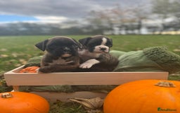 Boxer dogs for sale: ASTONISHING KC REGISTERED BOXER PUPPIES!  - Image 5