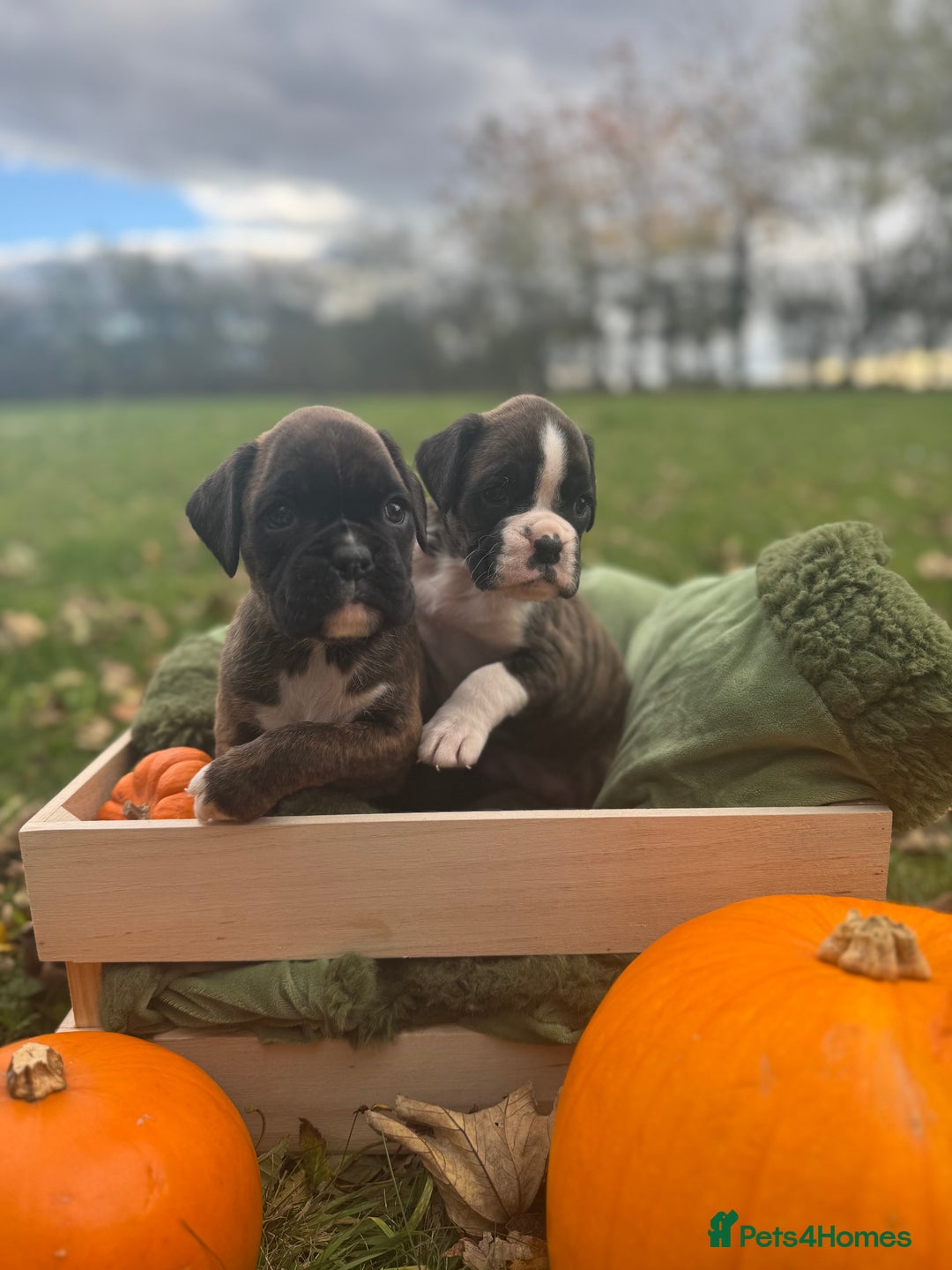 Boxer dogs for sale: ASTONISHING KC REGISTERED BOXER PUPPIES!  - Image 5