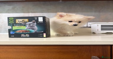 Pomeranian dogs - Advert 5