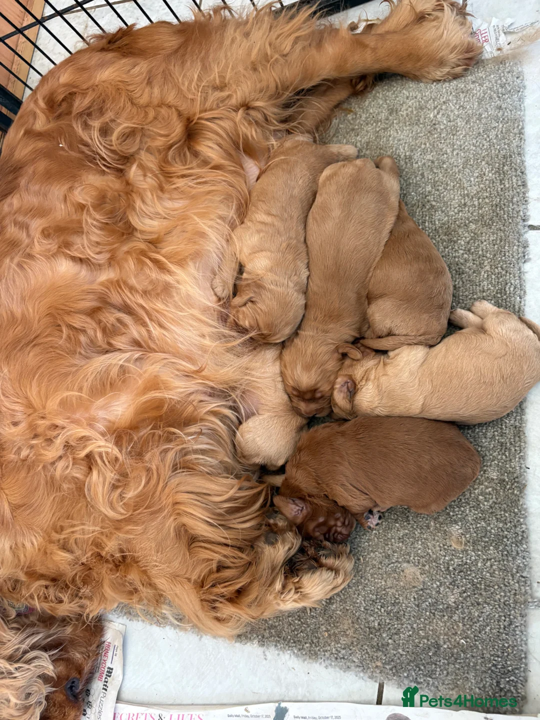 Cockapoo dogs for sale: 6 Outstanding Miniature Cockapoos - Advert 10