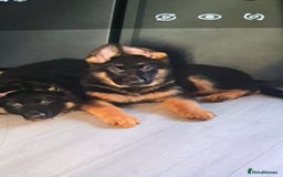 German Shepherd dogs for sale: Freyr - Image 15