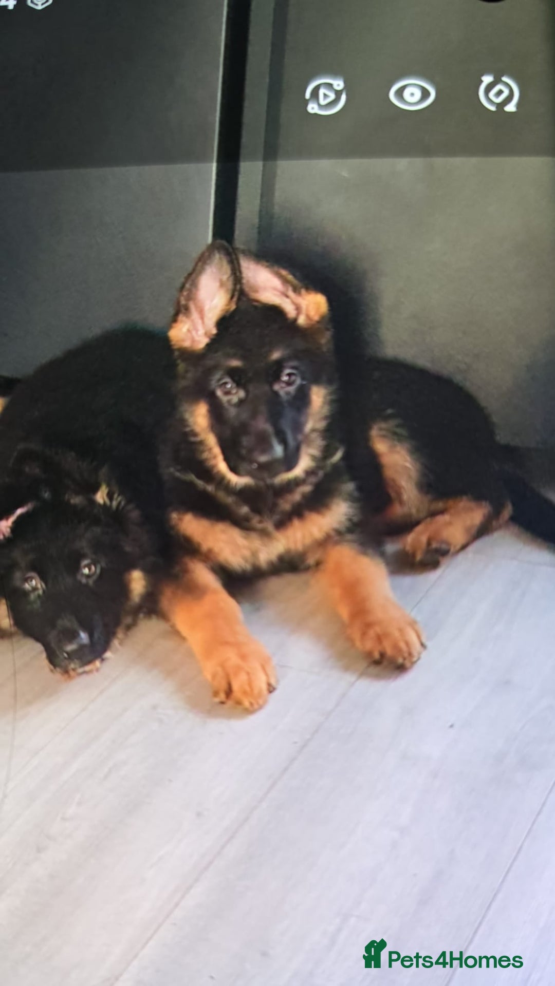 German Shepherd dogs for sale: Freyr - Image 15