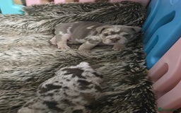 English Bulldog dogs for sale: Amazing English Bulldog Puppies - Image 9