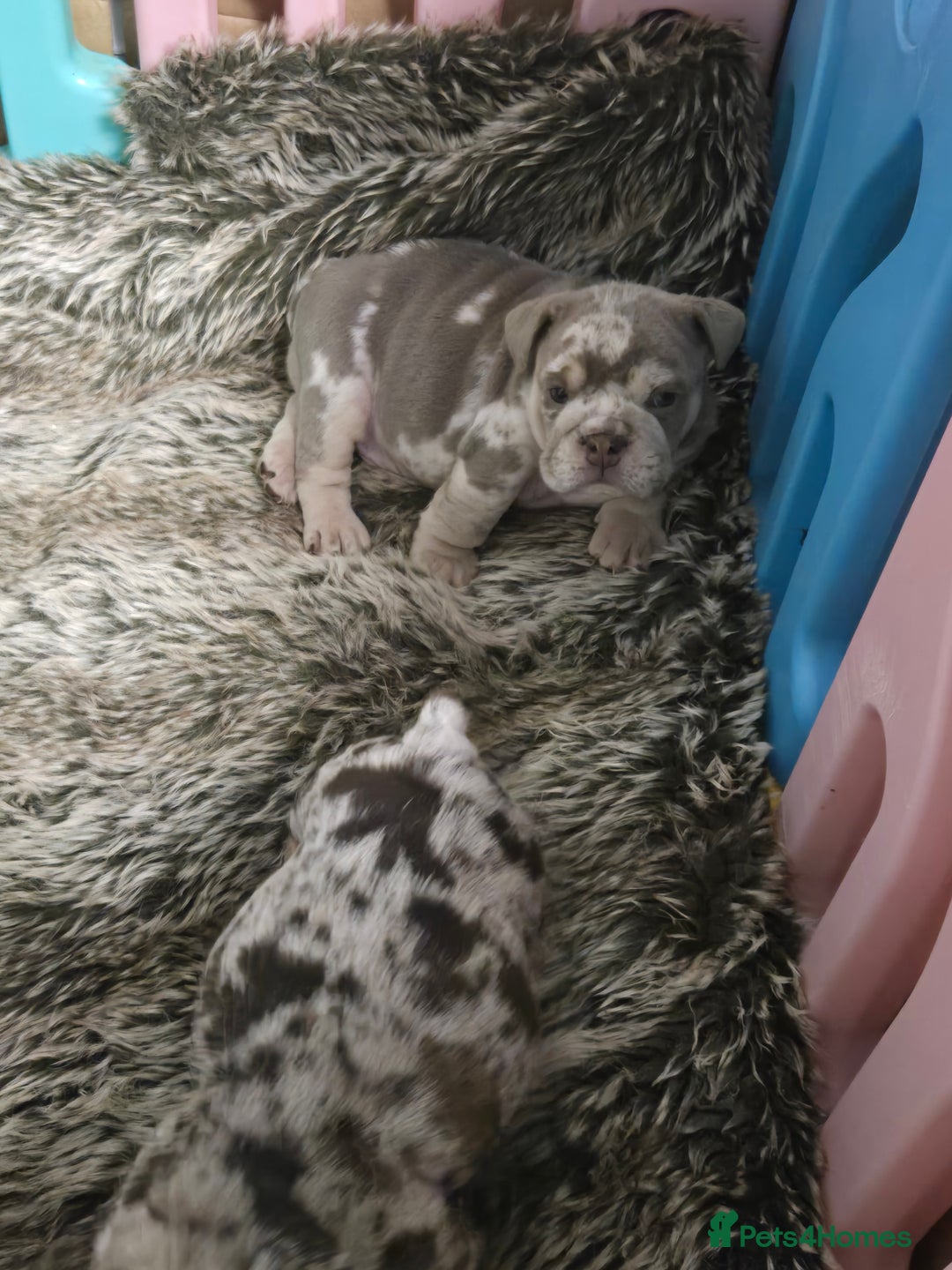 English Bulldog dogs for sale: Amazing English Bulldog Puppies - Image 9