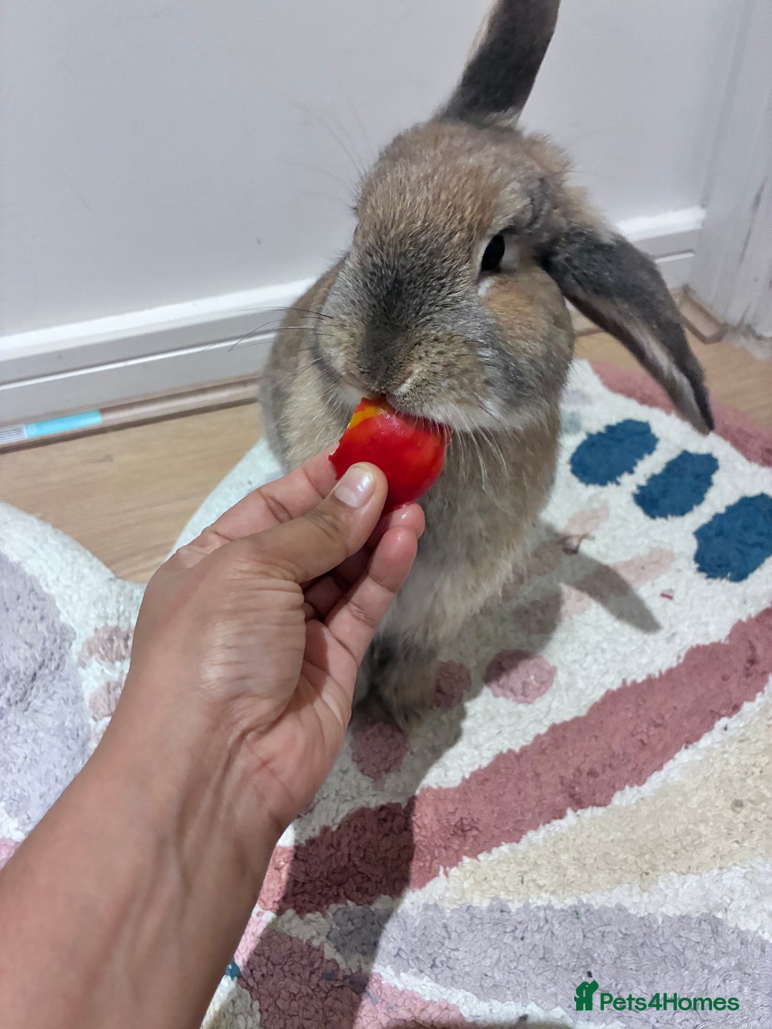 Mixed Breed rabbits for sale: Adorable Bunny Looking for a Loving Home - Advert 2
