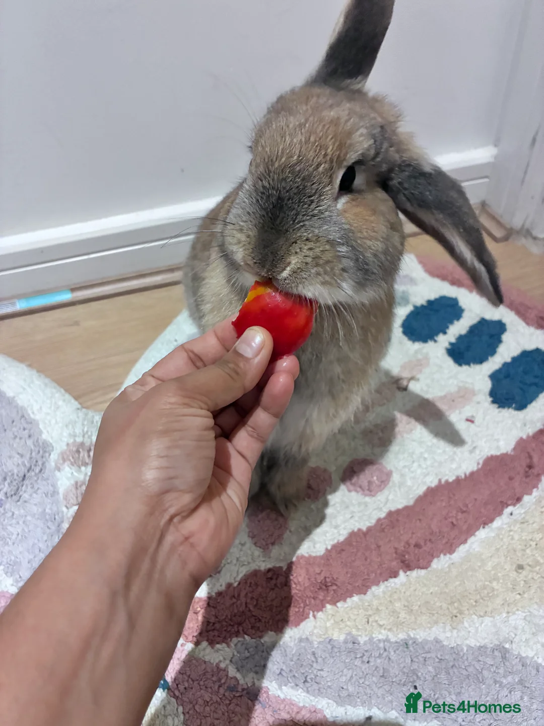 Mixed Breed rabbits for sale: Adorable Bunny Looking for a Loving Home - Advert 2