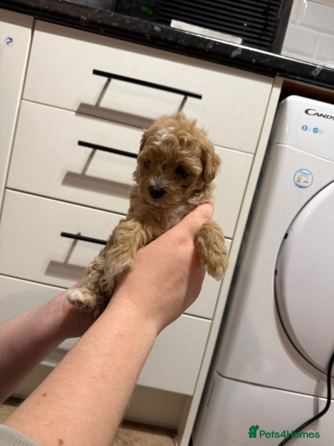 Maltipoo dogs for sale: Beautiful tiny F1 Asian Maltipoo puppies  - Advert 10