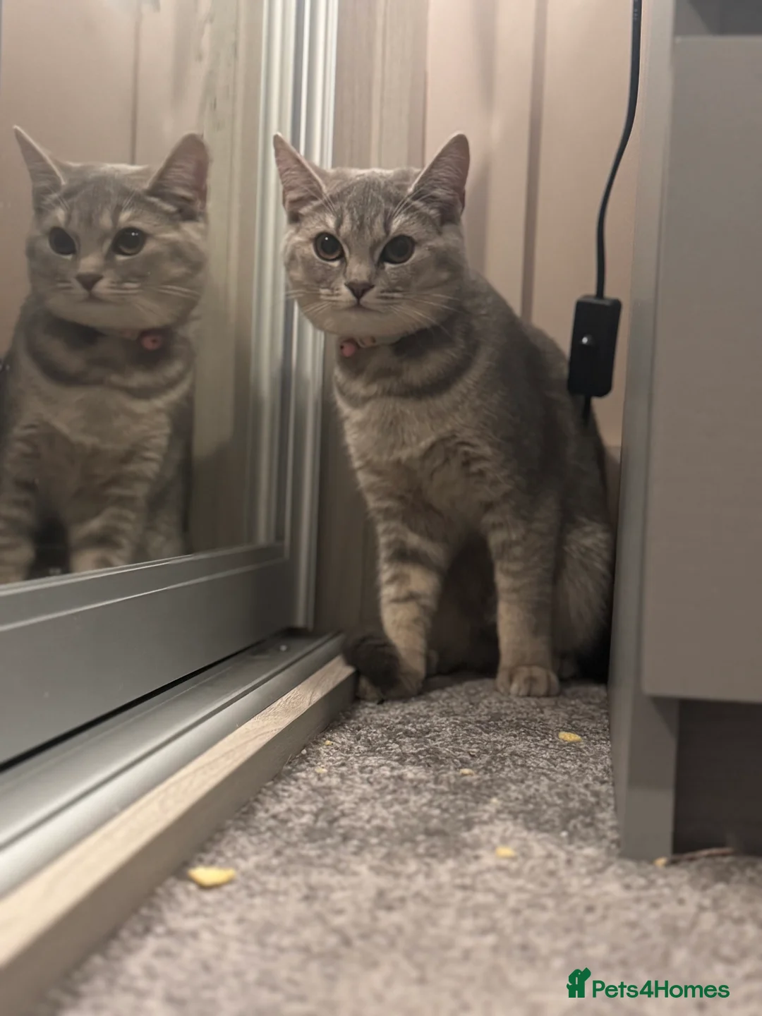 British Shorthair cats for sale: British shorthair cross gorgeous boy available now in Gloucester - Advert 2