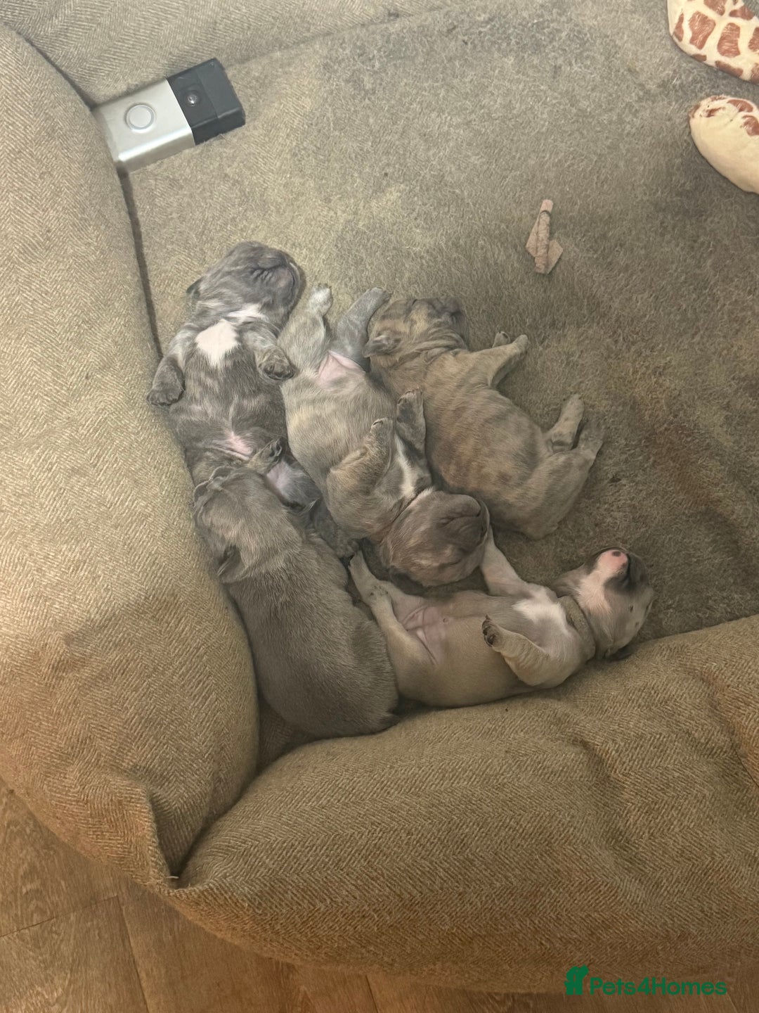 French Bulldog dogs for sale: Quality french bulldogs for sale - Advert 7