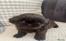 Shih Tzu dogs for sale: Imperial Shihtzu puppies - Image 1