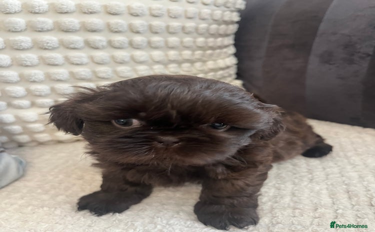 Shih Tzu dogs - Advert 1