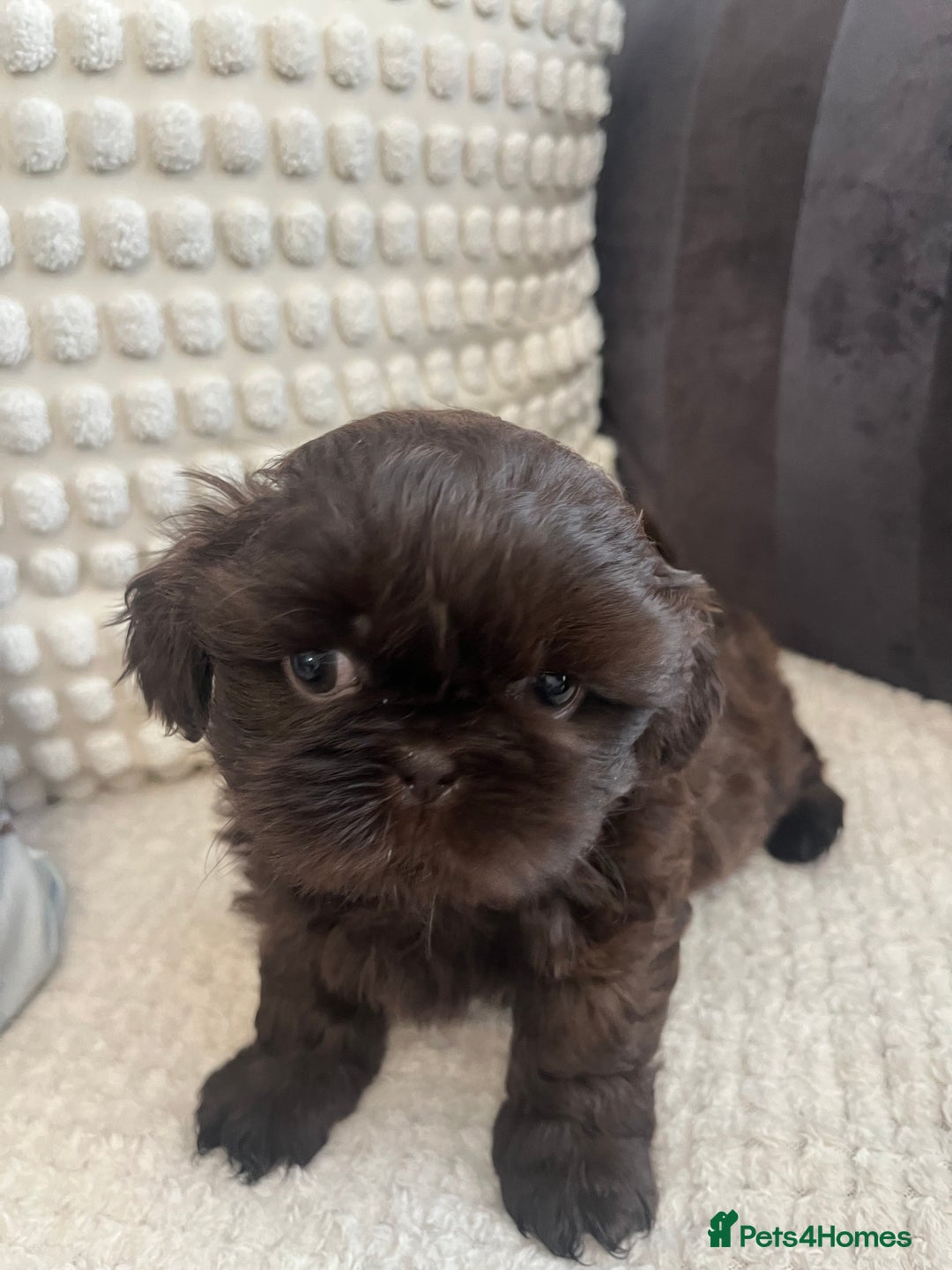 Shih Tzu dogs for sale: Imperial Shihtzu puppies - Image 1