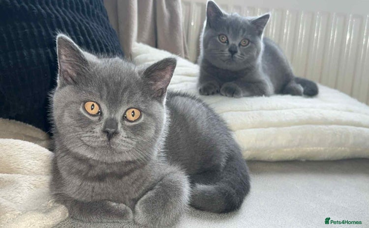 British Shorthair cats - Advert 13