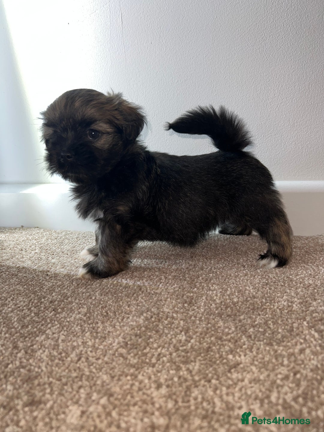 Lhasa Apso dogs for sale: 4 Lhasa Apso babies  - Image 4