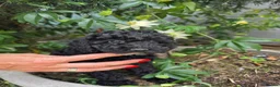 Miniature Poodle dogs for sale: Miniature poodle first litter  - Advert 9