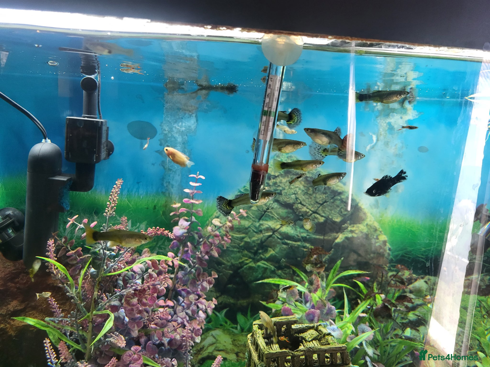 Live Bearers fish Guppy fry available  - Advert 2