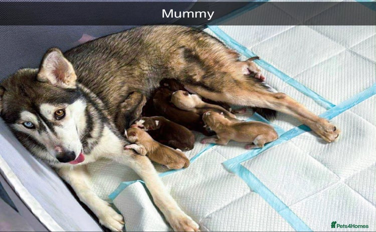 Siberian Husky dogs - Advert 2