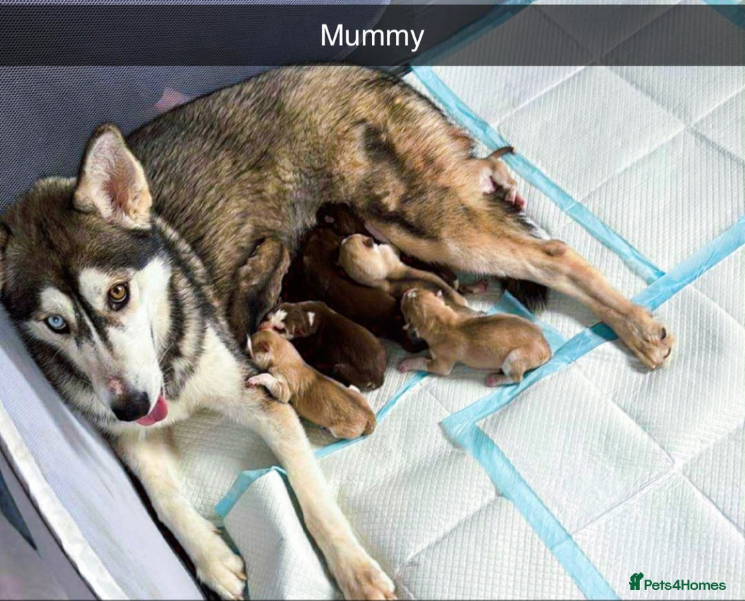 Siberian Husky dogs for sale: Beautiful husky puppies for sale   - Image 1