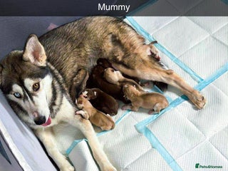 Siberian Husky dogs - Advert 15