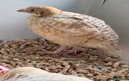 Quail poultry for sale: 4 1/2 week old mix of coturnix quails - Image 5