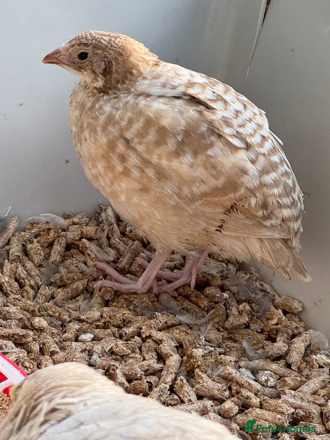 Quail poultry for sale: 4 1/2 week old mix of coturnix quails - Image 5
