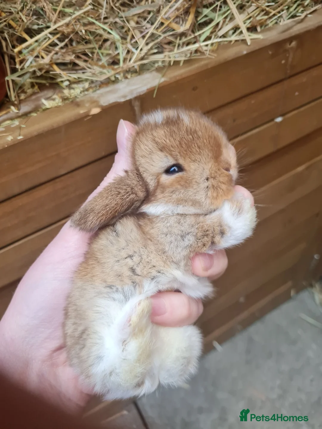 Mini Lop rabbits for sale: Beautifully raised mini lops - Advert 2