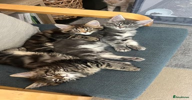 Maine Coon cats in Canterbury - Advert 5