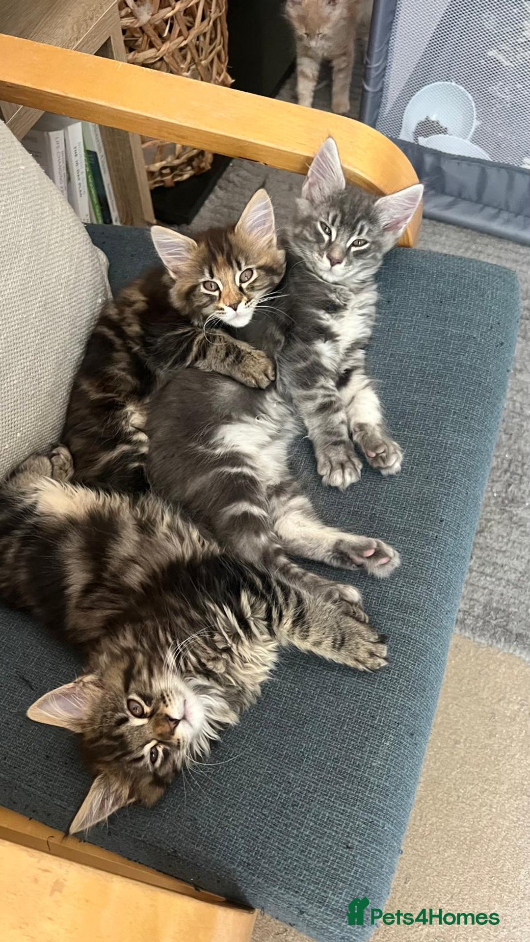 Maine Coon cats for sale: Maine coon x kittens for loving homes  in Canterbury - Image 2