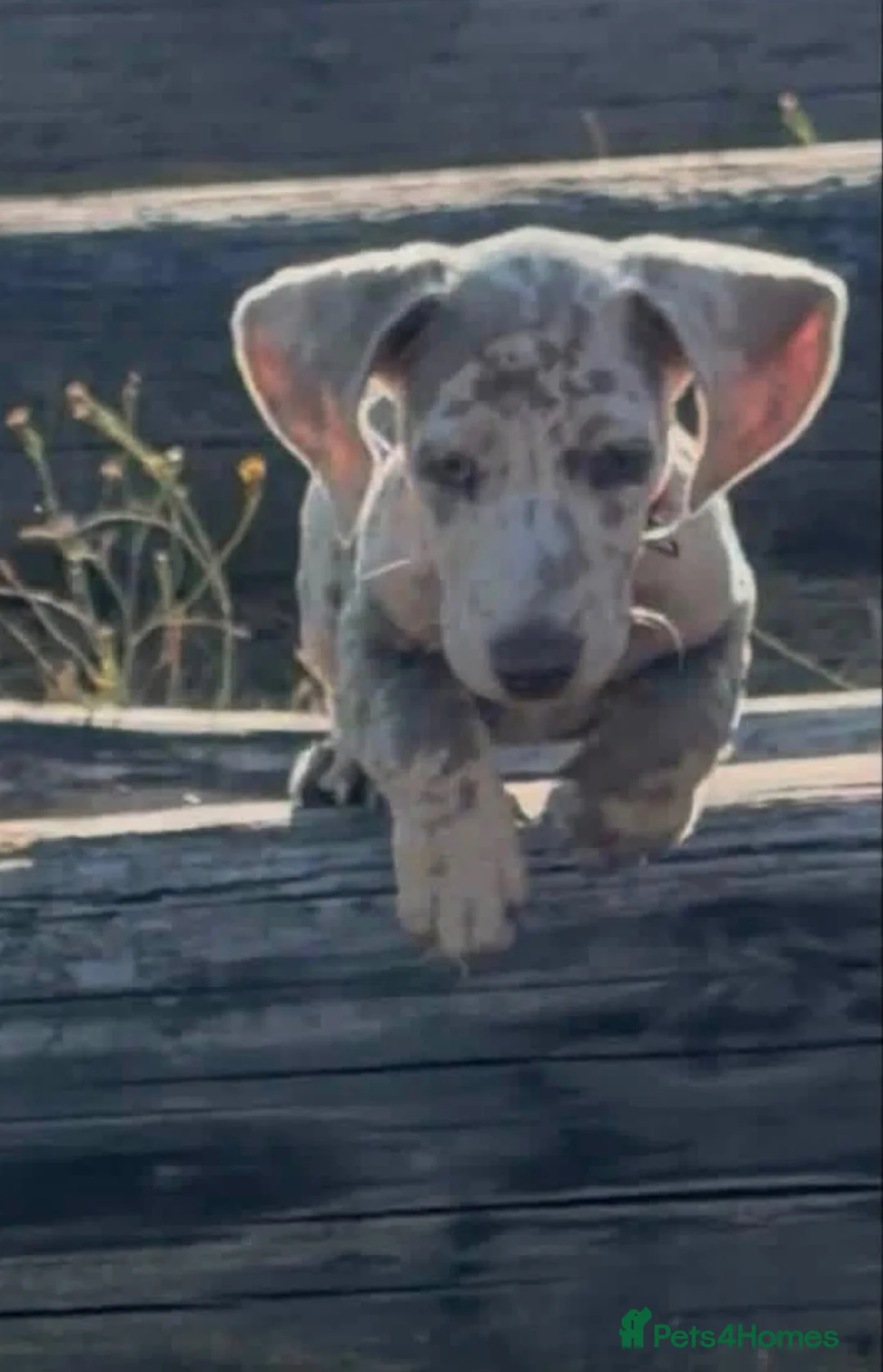 Miniature Dachshund dogs for sale: 5 month old mini dachshund  in Wolverhampton - Advert 2