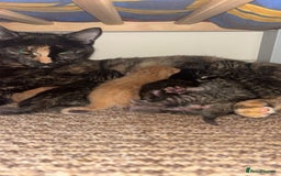 Mixed Breed cats for sale: 2 male ginger 2 female tabby  - Image 8