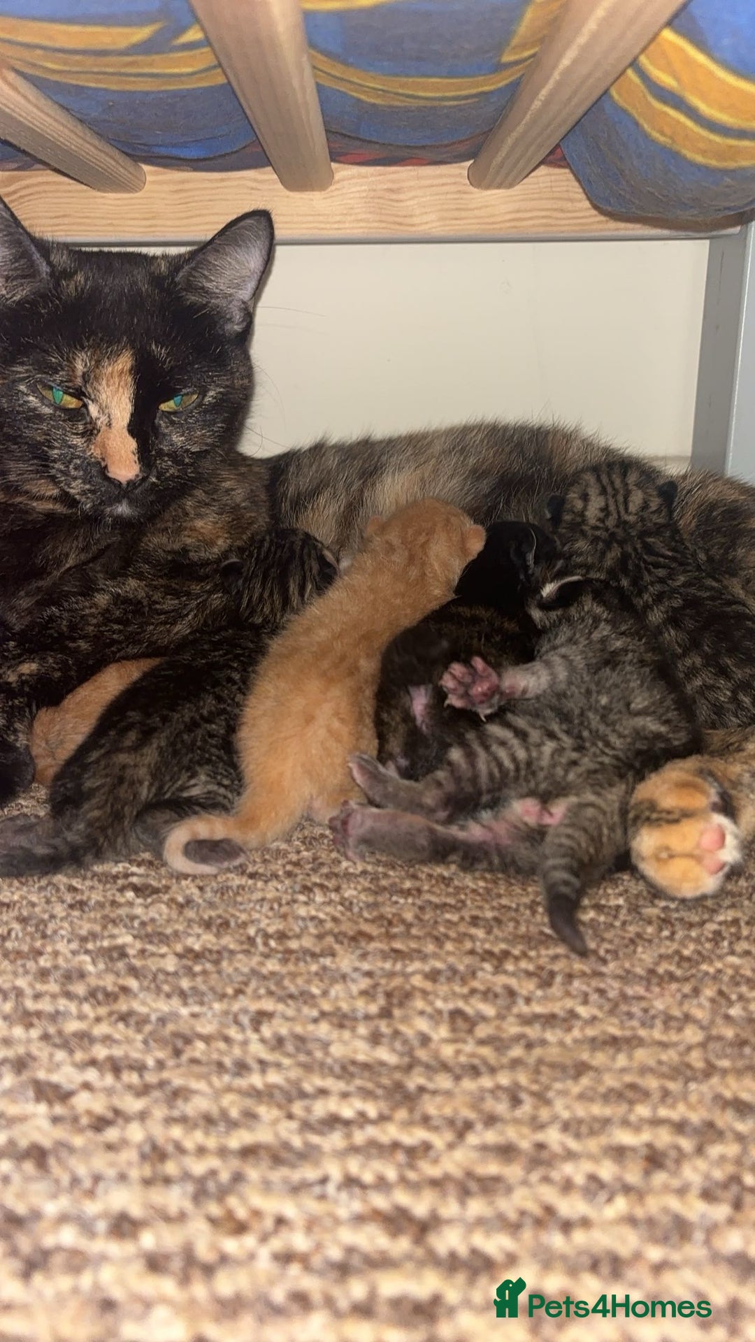 Mixed Breed cats for sale: 2 male ginger 2 female tabby  - Image 8