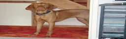 Hungarian Vizsla dogs for sale: Breeze the Hunter - Advert 4