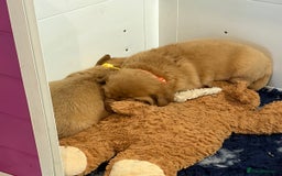 Dogue De Bordeaux dogs for sale: DOGUE DE BORDEAUX PUPS  - Image 6