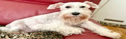 Miniature Schnauzer dogs for sale: WHITE MINIATURE SCHNAUZERS  in London - Advert 26