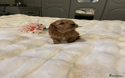 Cavapoo dogs for sale: ✨ Dark Red Cavapoo Puppies ✨** - Image 6